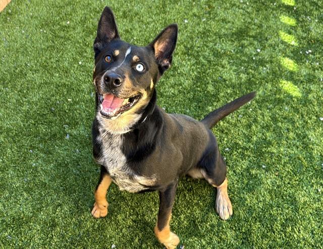 FINAL CALL EUTH LISTED! SAVE ME PLEASE! Makenzie - ID#A545815, Adoptable, Adult Male Australian Cattle Dog / Blue Heeler.