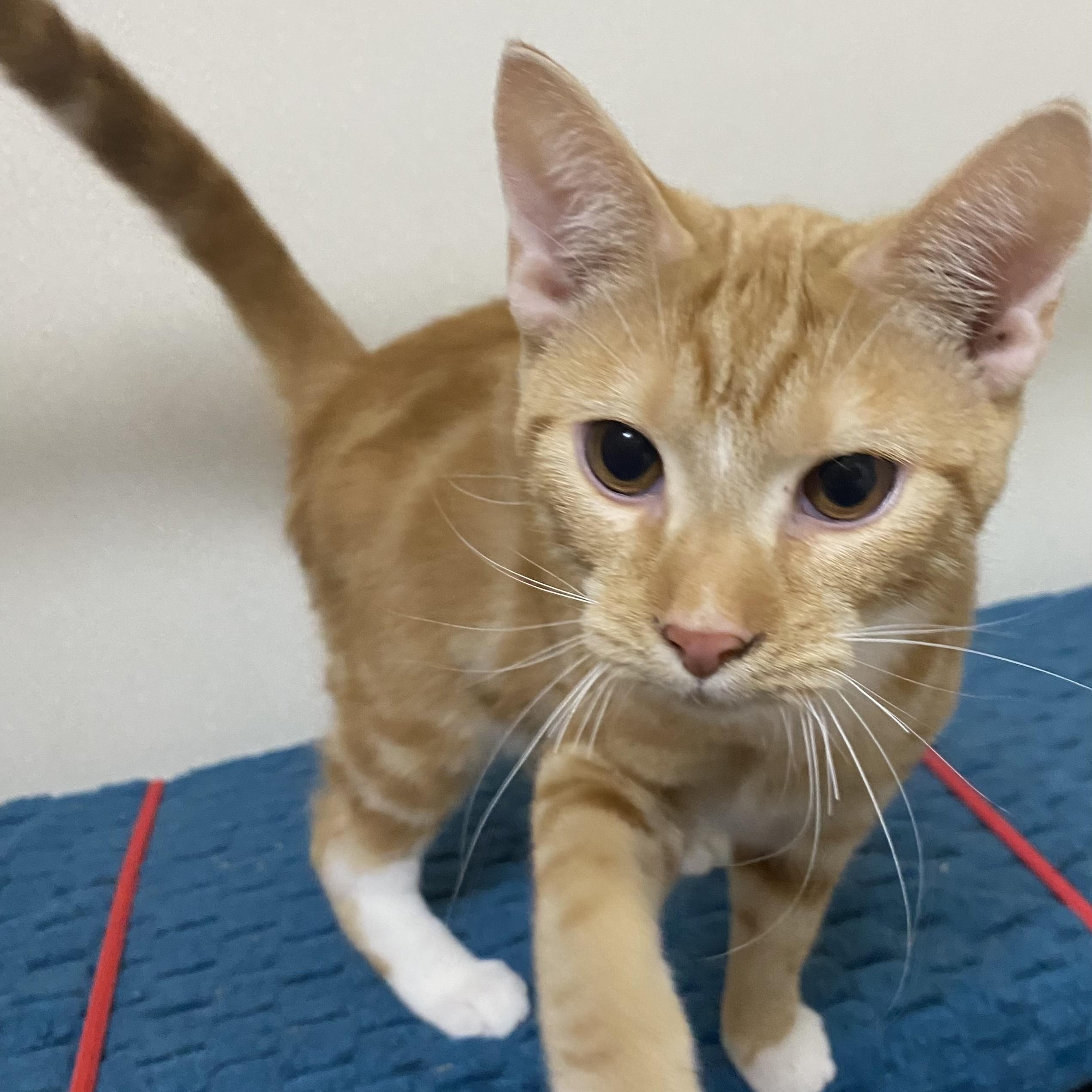 Enlarge History, a Adoptable mixed breed in Stanwood, WA image 3/4