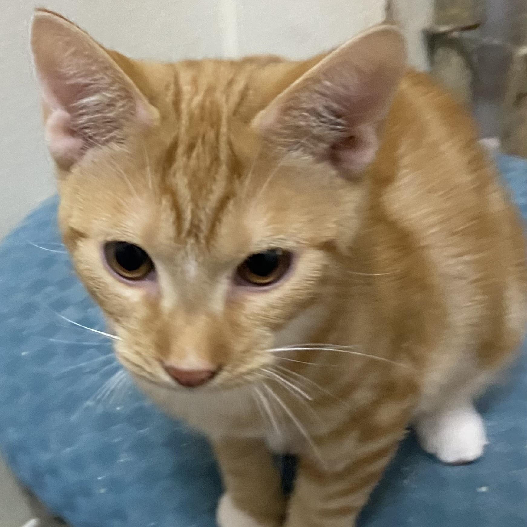 Enlarge History, a Adoptable mixed breed in Stanwood, WA image 2/4