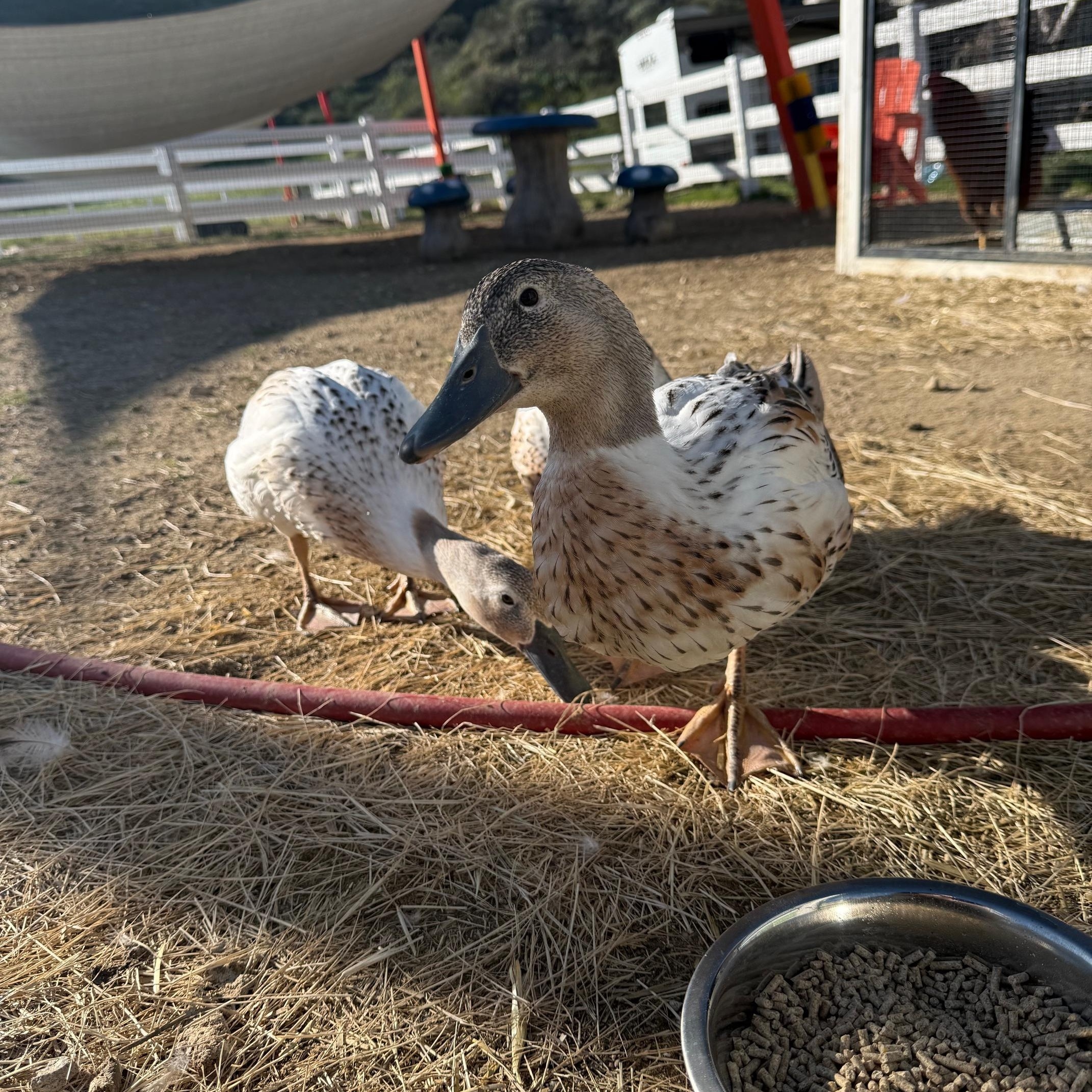 Enlarge Gravy, Cilantro, and Romaine , a ADOPTABLE Duck in Redlands, CA image 2/4