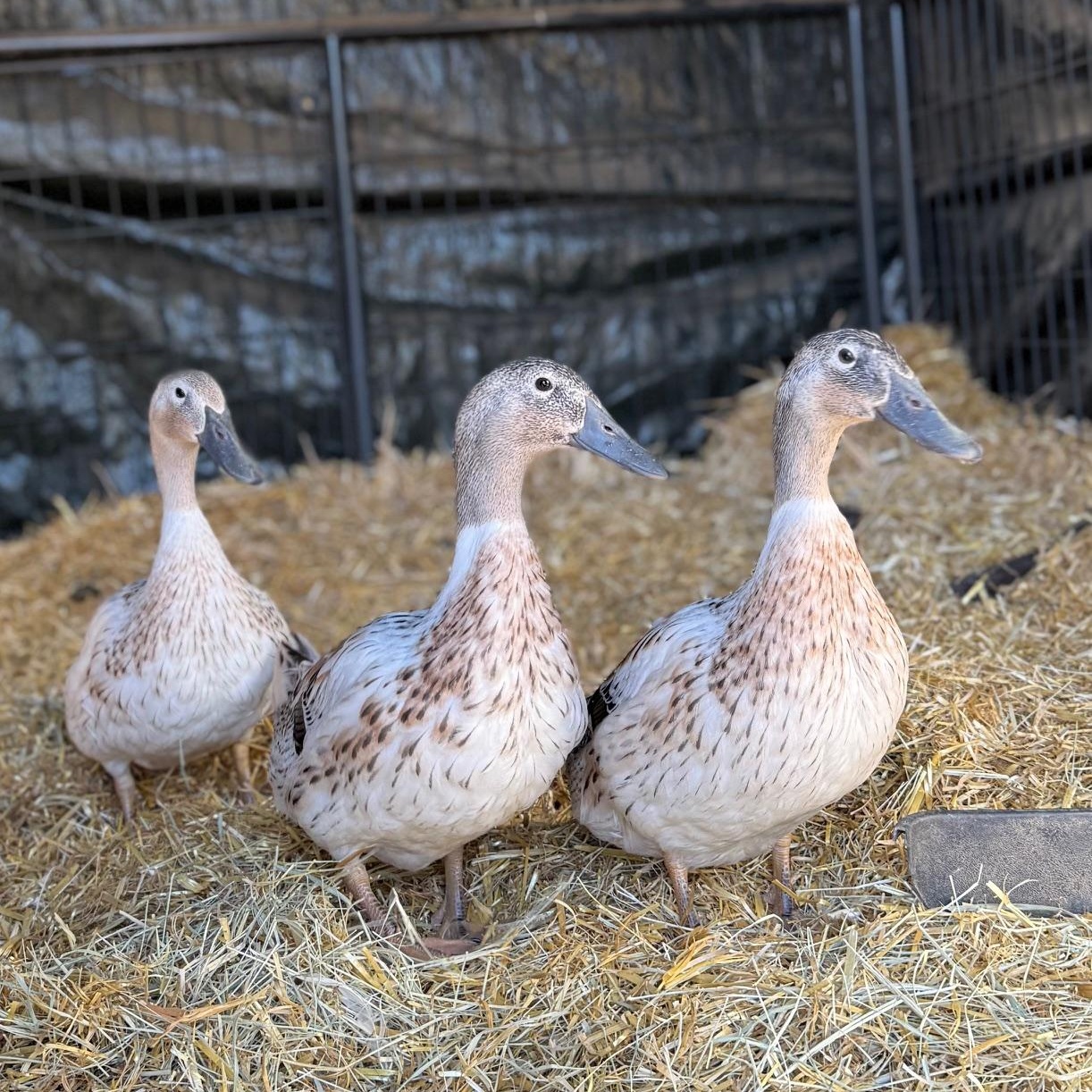 Gravy, Cilantro, and Romaine , ADOPTABLE, Young Unknown Duck.