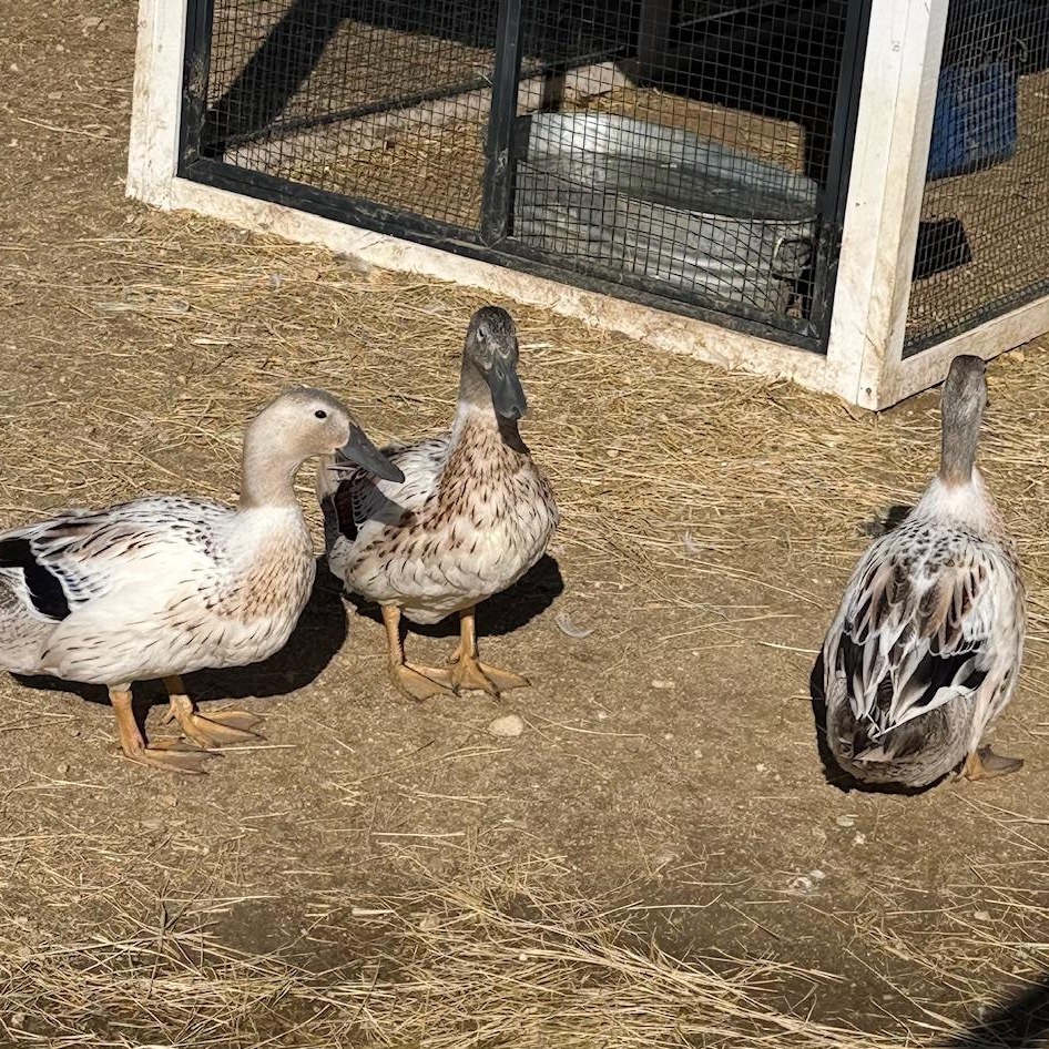 Enlarge Gravy, Cilantro, and Romaine , a ADOPTABLE Duck in Redlands, CA image 3/4