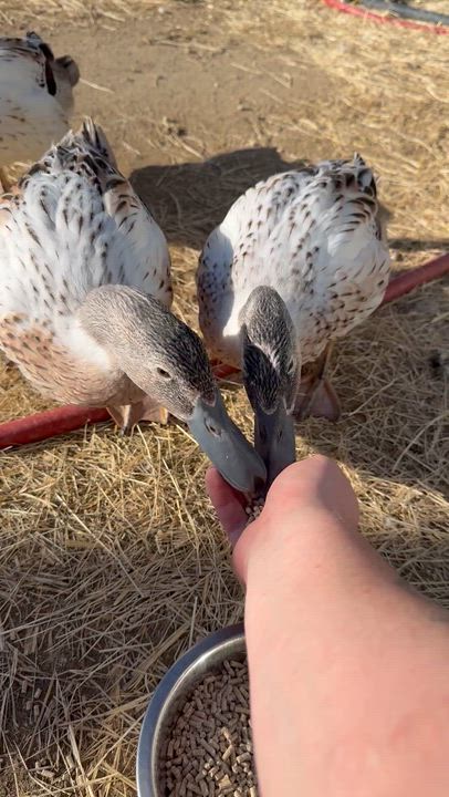 Enlarge Gravy, Cilantro, and Romaine , a ADOPTABLE Duck in Redlands, CA video 4/4
