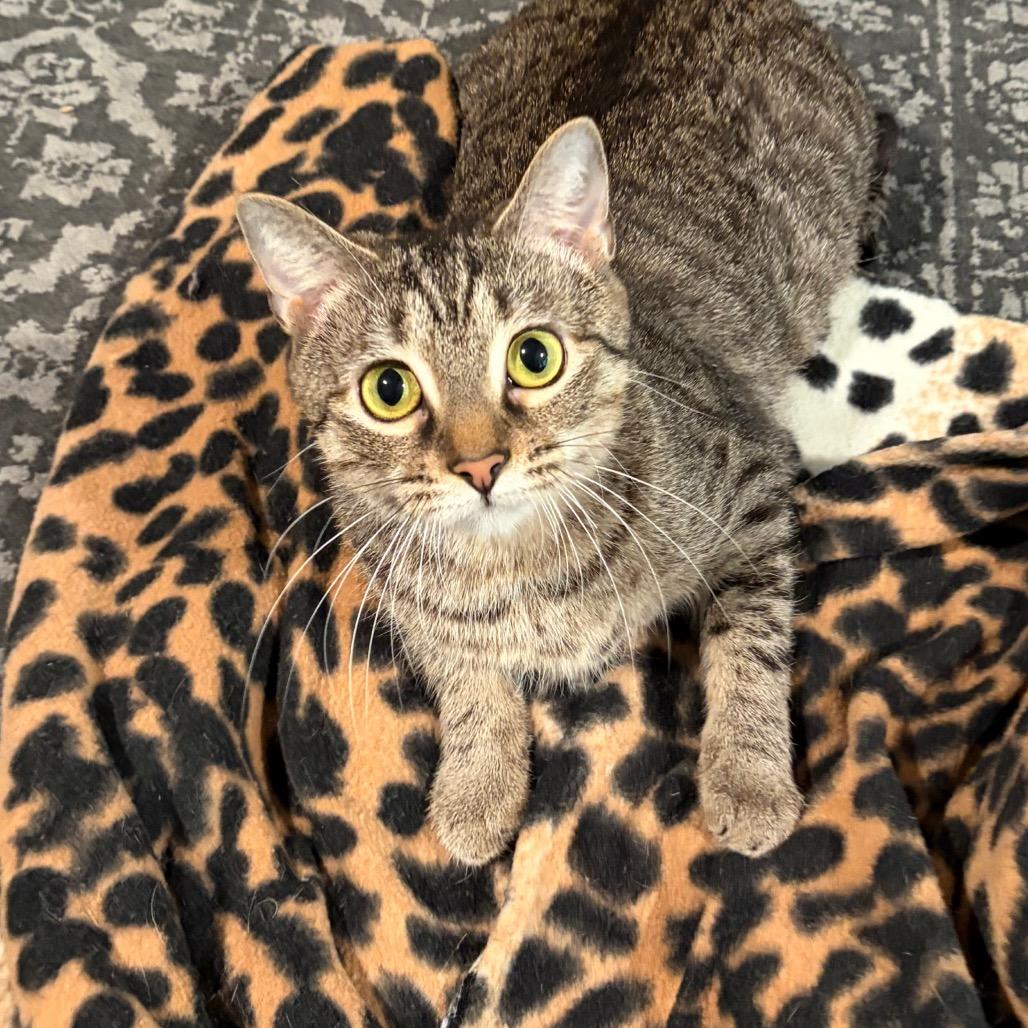 Enlarge Marzipan, a Adoptable Domestic Short Hair in Gibsonia, PA image 1/6
