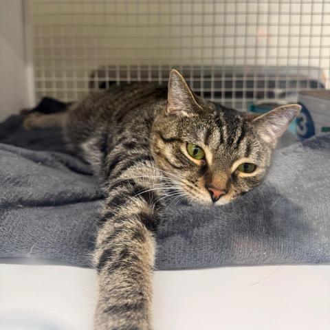 Enlarge Marzipan, a Adoptable Domestic Short Hair in Gibsonia, PA image 2/6