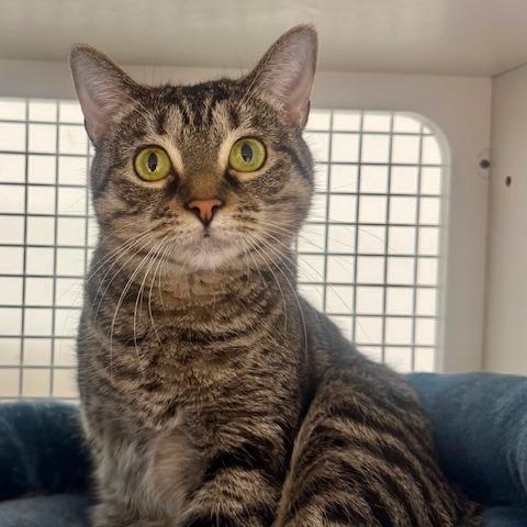 Enlarge Marzipan, a Adoptable Domestic Short Hair in Gibsonia, PA image 3/6