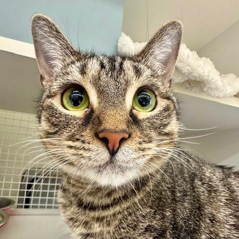 Enlarge Marzipan, a Adoptable Domestic Short Hair in Gibsonia, PA image 4/6