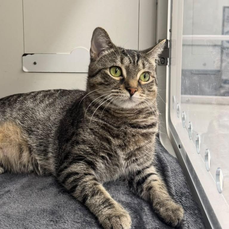 Enlarge Marzipan, a Adoptable Domestic Short Hair in Gibsonia, PA image 5/6
