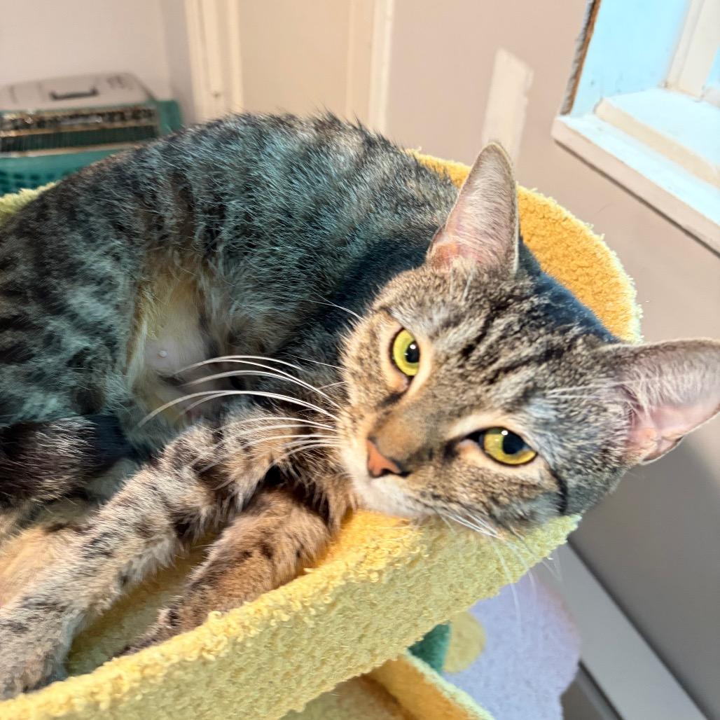 Enlarge Marzipan, a Adoptable Domestic Short Hair in Gibsonia, PA image 6/6