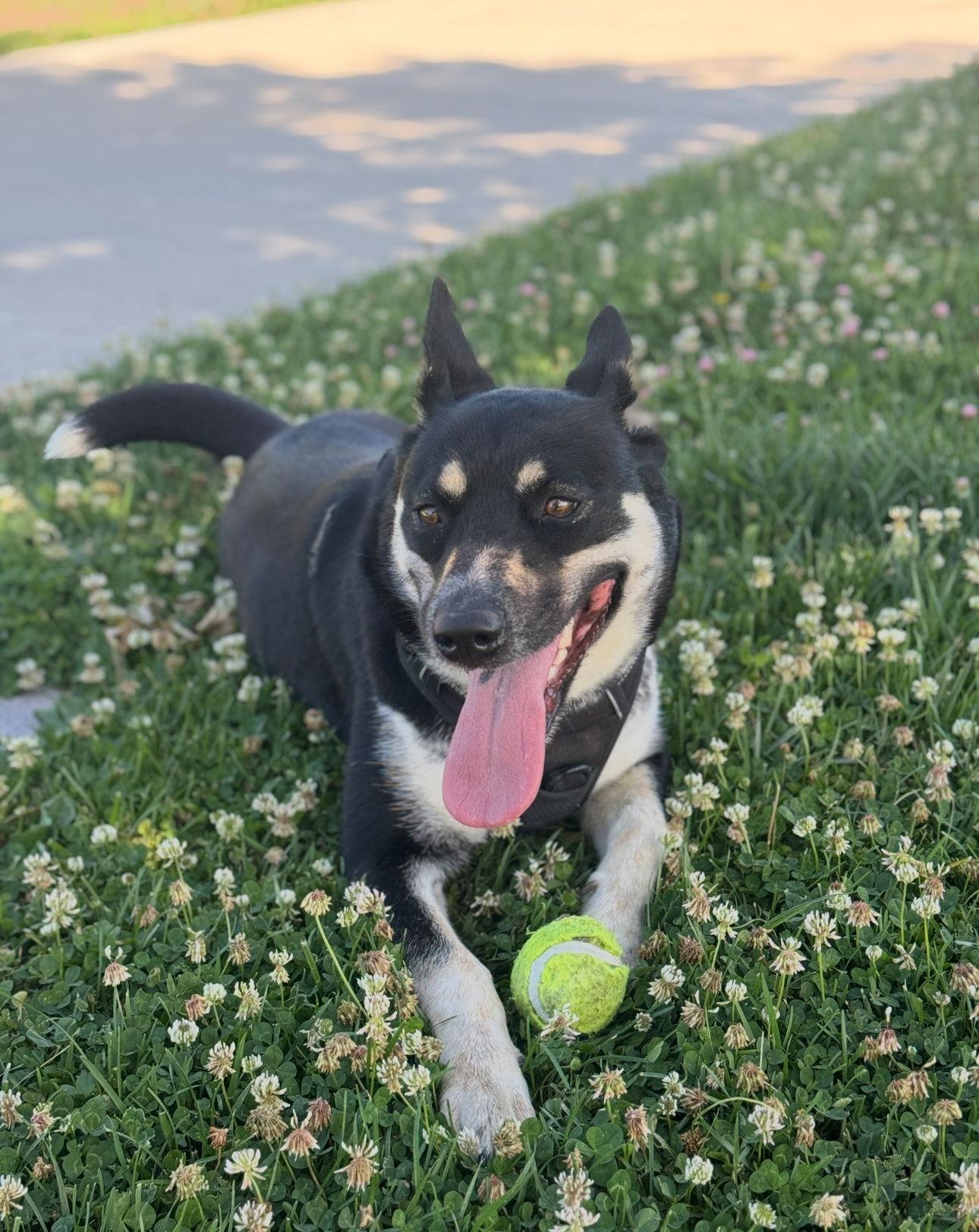 Layla, Adoptable, Adult Female Husky & Australian Cattle Dog / Blue Heeler.