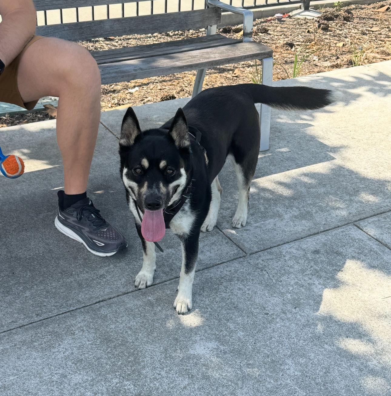 Layla, a Adoptable mixed breed in Woodland, CA image 2/3
