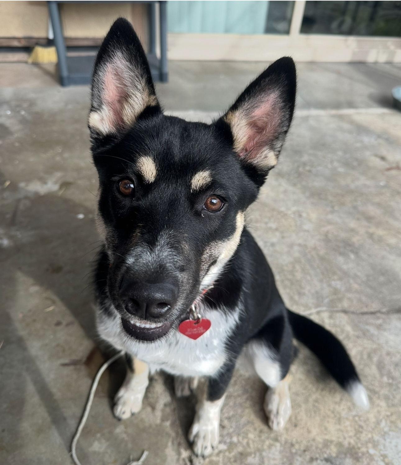 Layla, a Adoptable mixed breed in Woodland, CA image 3/3