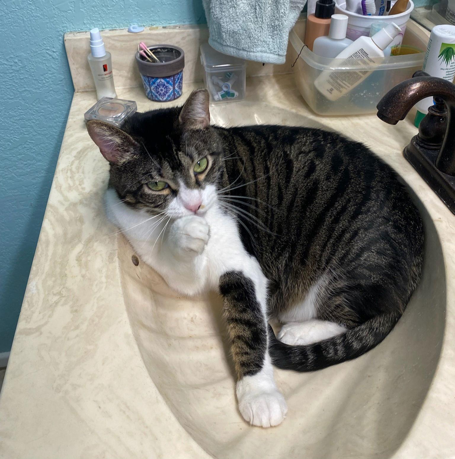 Enlarge BARBIE, a Adoptable Domestic Medium Hair in San Antonio, TX image 2/3