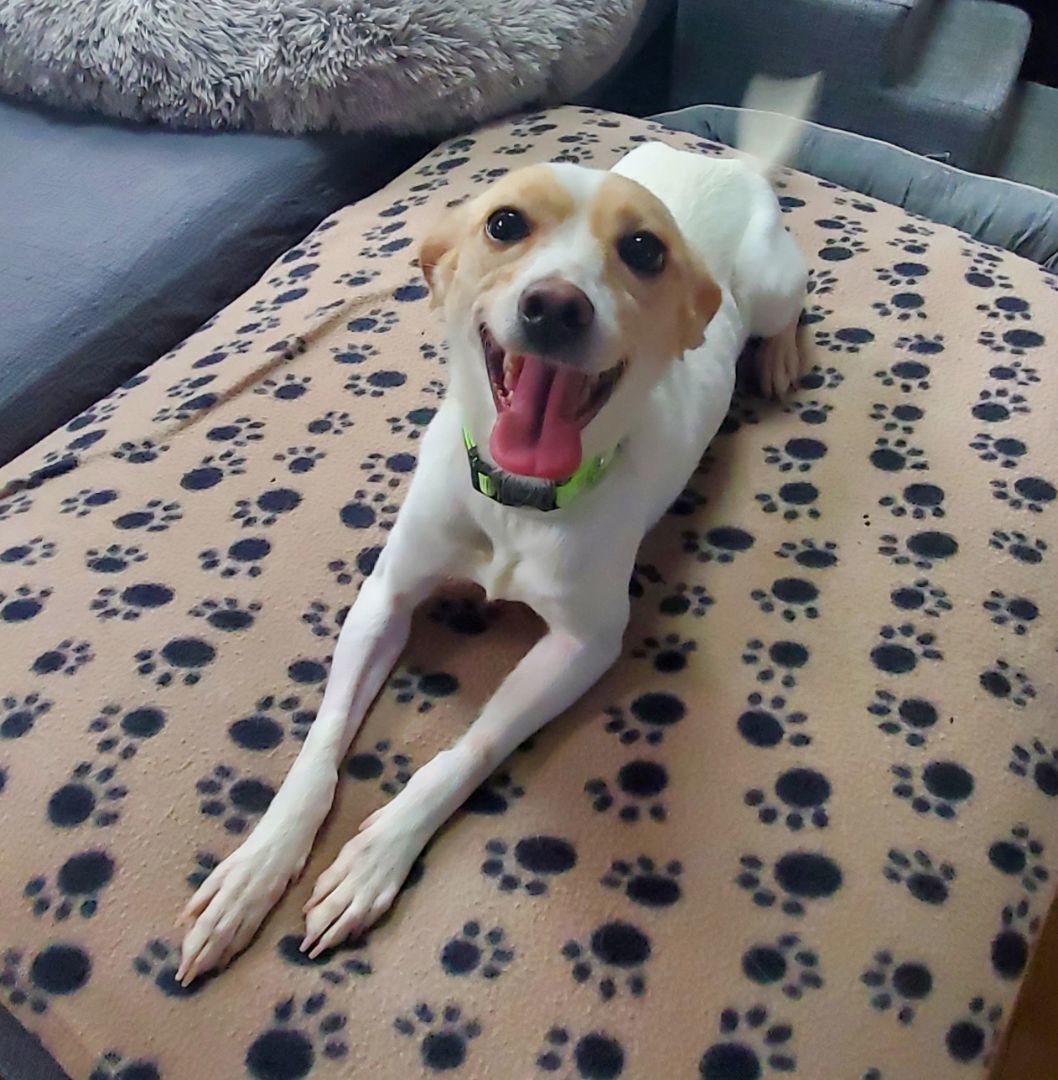 Bop, Adopted, Adult Female Italian Greyhound.