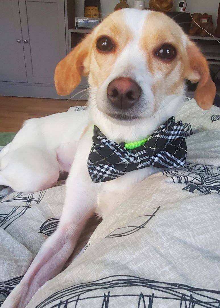 Enlarge Bop, a Adopted Italian Greyhound in West Shokan, NY image 3/5