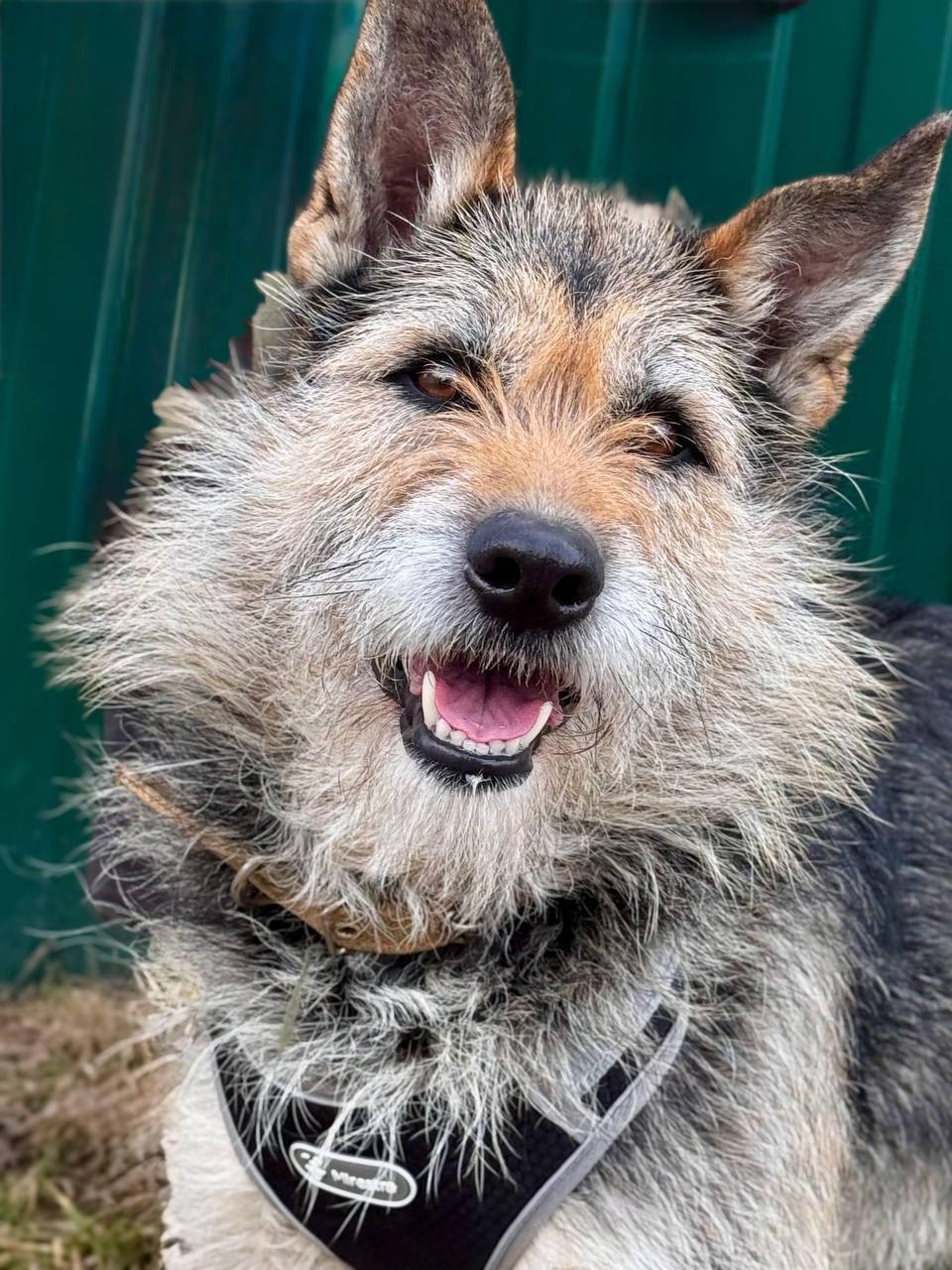 Enlarge Matilda, a Adopted mixed breed in Fredericksburg, VA image 1/6