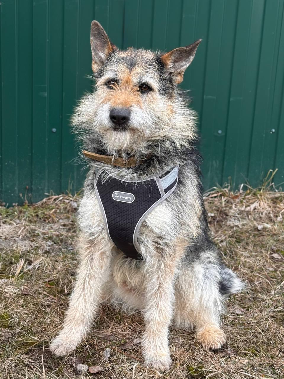 Enlarge Matilda, a Adopted mixed breed in Fredericksburg, VA image 3/6