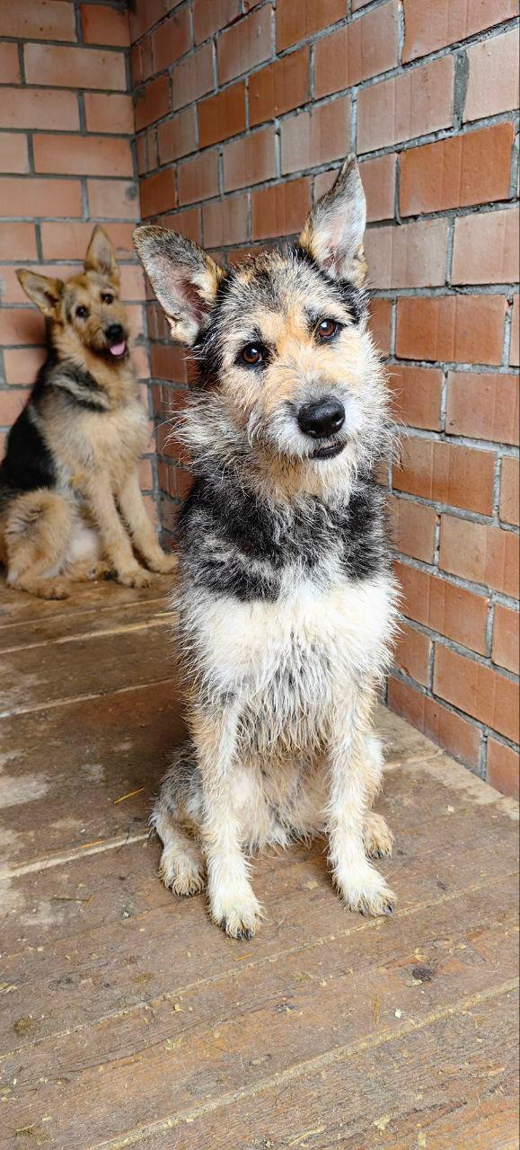 Enlarge Matilda, a Adopted mixed breed in Fredericksburg, VA image 4/6