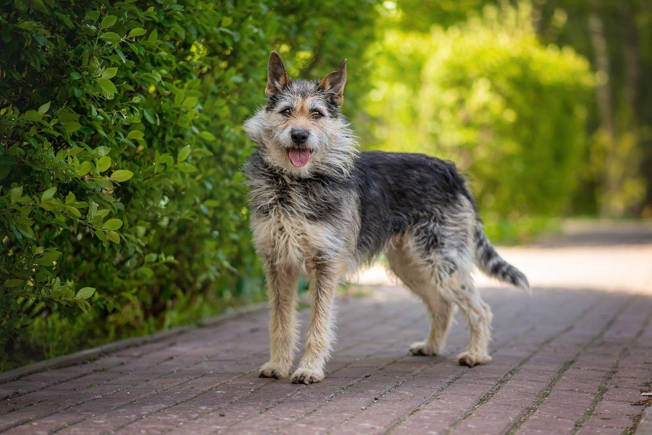 Enlarge Matilda, a Adopted mixed breed in Fredericksburg, VA image 2/6