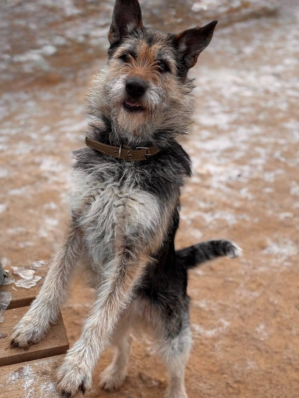 Enlarge Matilda, a Adopted mixed breed in Fredericksburg, VA image 5/6