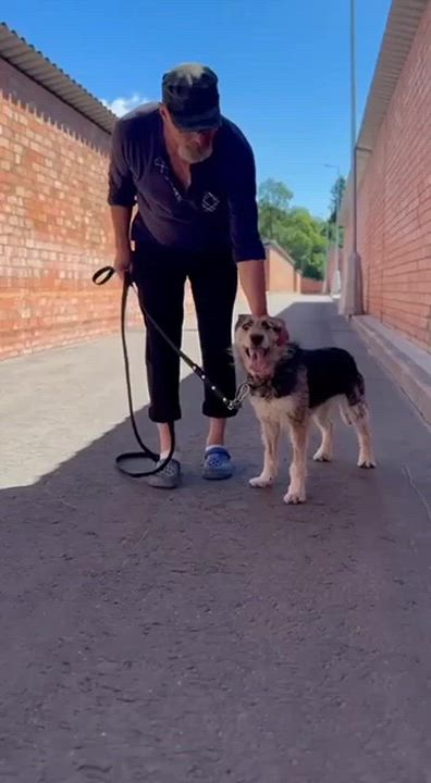 Enlarge Matilda, a Adopted mixed breed in Fredericksburg, VA video 6/6