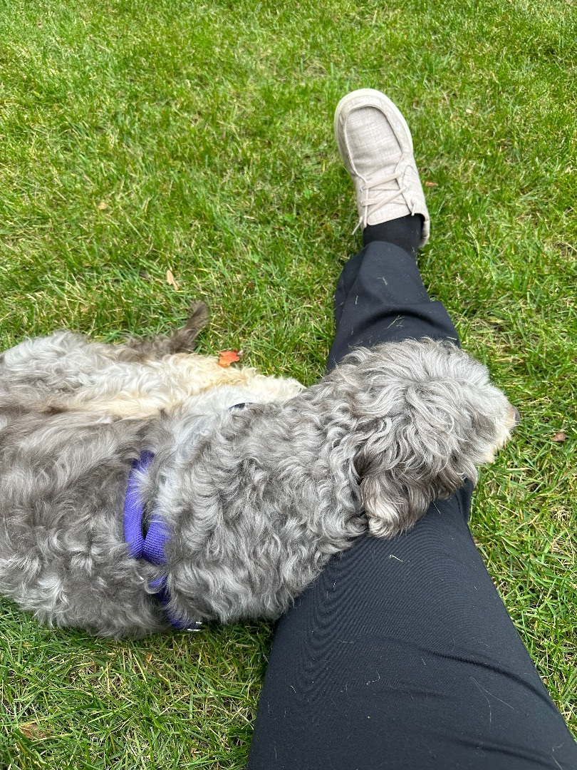 Theo, Adopted, Adult Male Schnoodle.