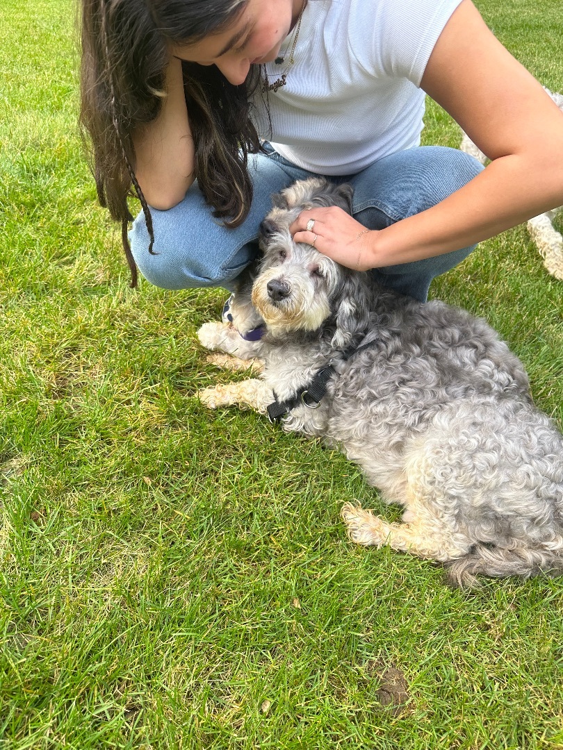 Enlarge Theo, a Adopted mixed breed in Palisades Park, NJ image 4/4