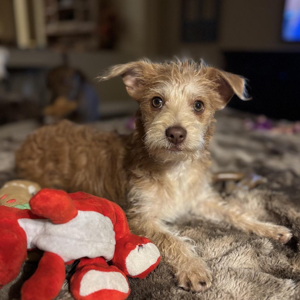 Mickey, adopted, Puppy Male Norfolk Terrier & Poodle.