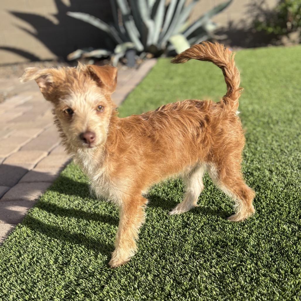 Mickey, an adopted mixed breed in Phoenix, AZ image 2/6