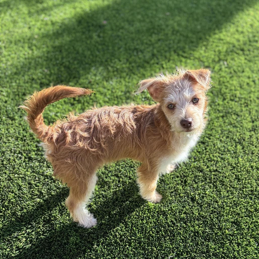 Mickey, an adopted mixed breed in Phoenix, AZ image 3/6