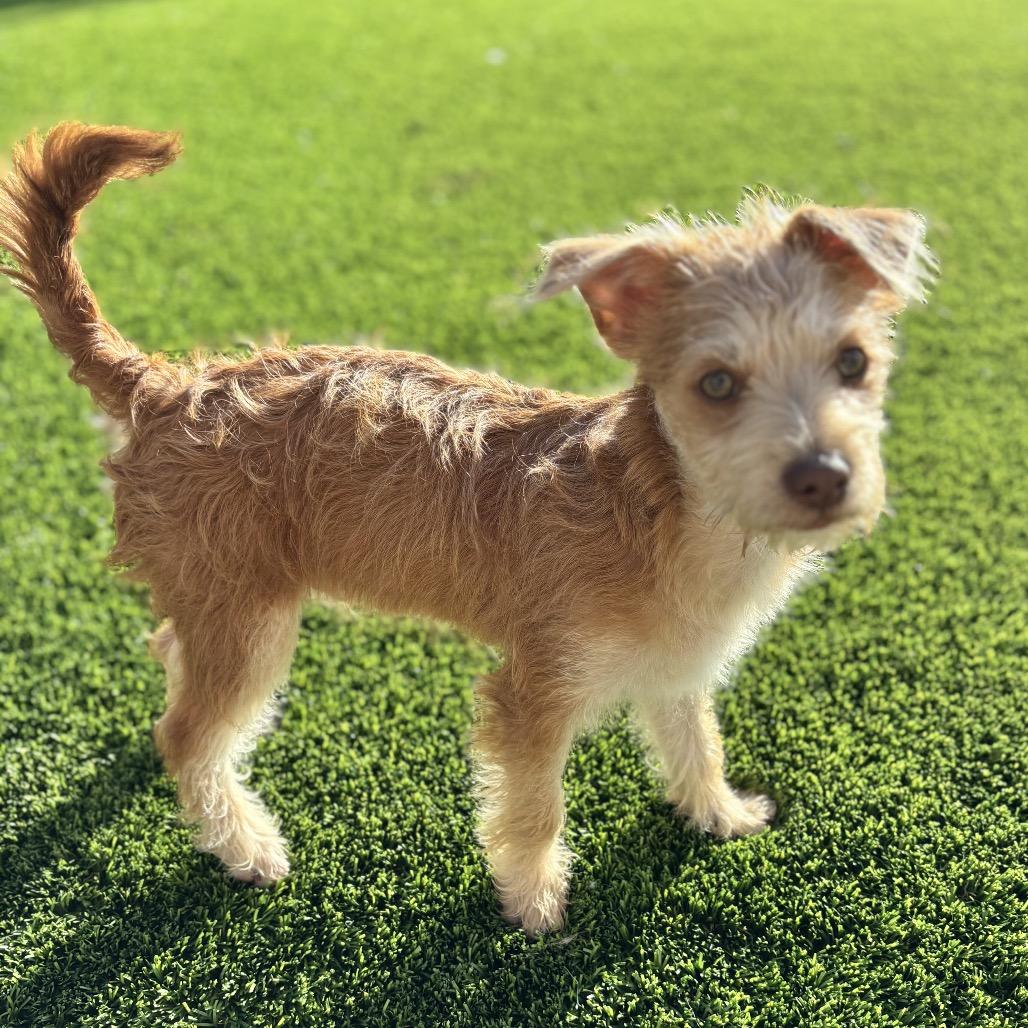 Mickey, an adopted mixed breed in Phoenix, AZ image 4/6
