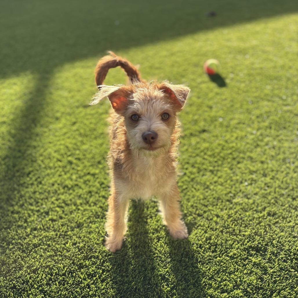 Mickey, an adopted mixed breed in Phoenix, AZ image 5/6