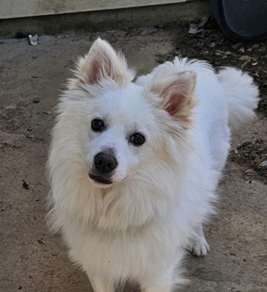 Enlarge COOPER, a Adopted American Eskimo Dog in Maineville, OH image 2/5