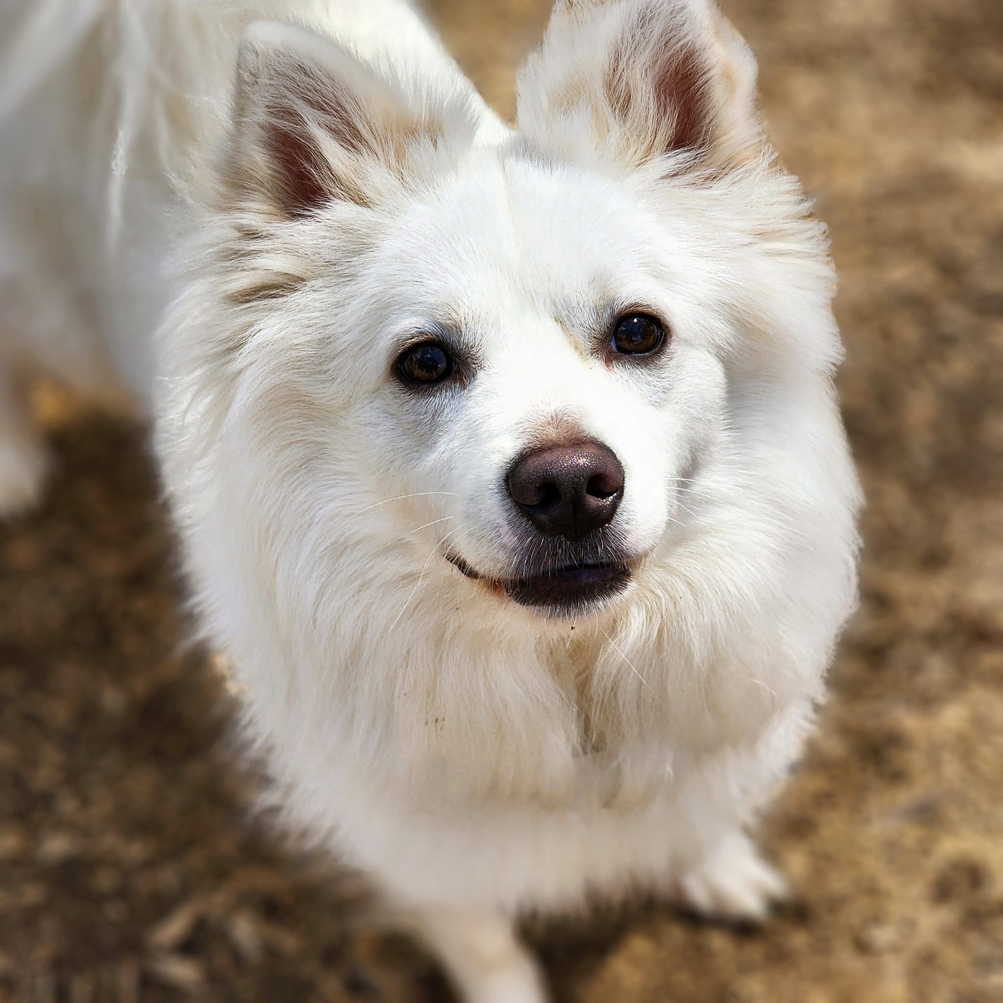 Enlarge COOPER, a Adopted American Eskimo Dog in Maineville, OH image 3/5