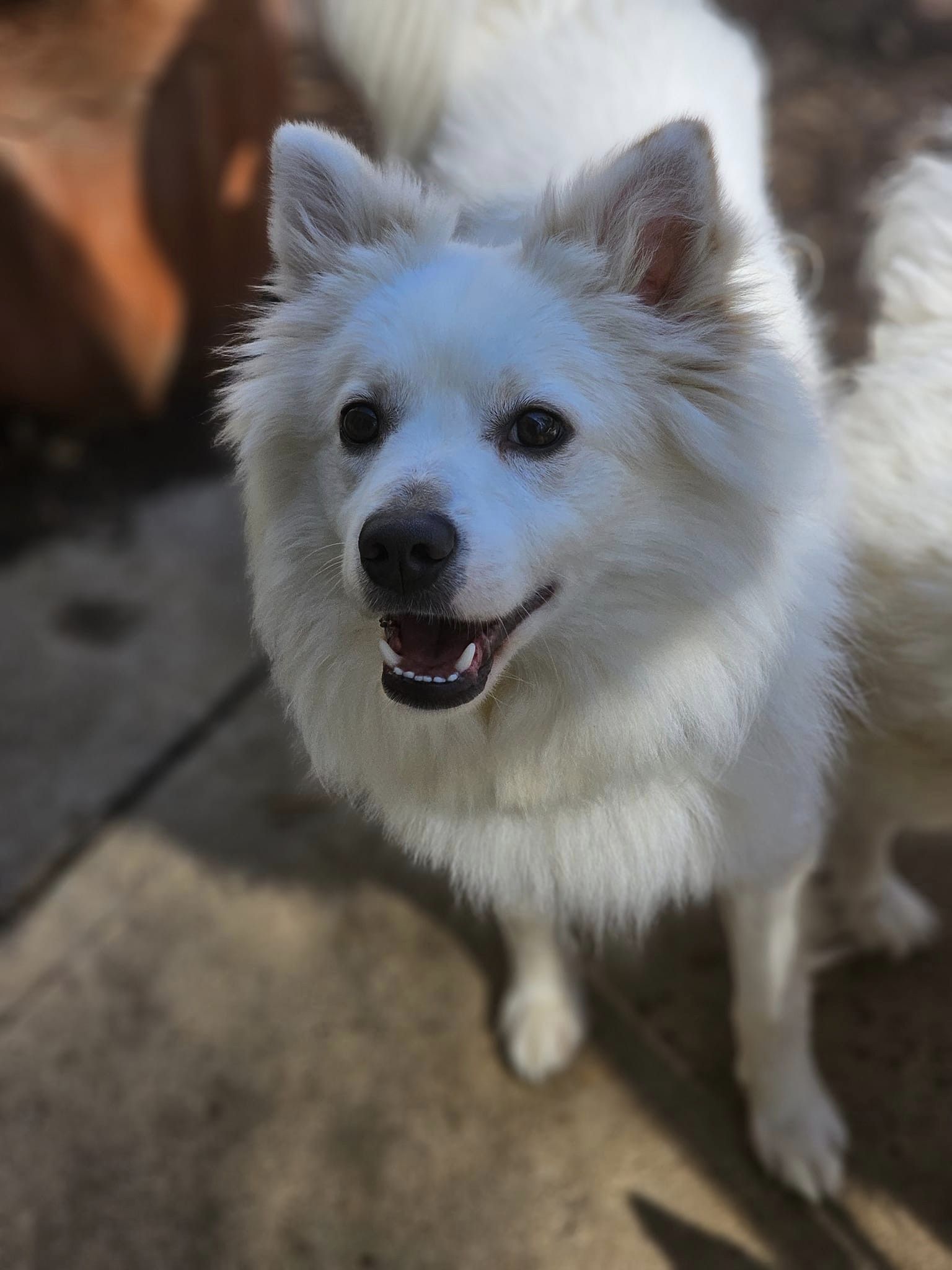 Enlarge COOPER, a Adopted American Eskimo Dog in Maineville, OH image 5/5
