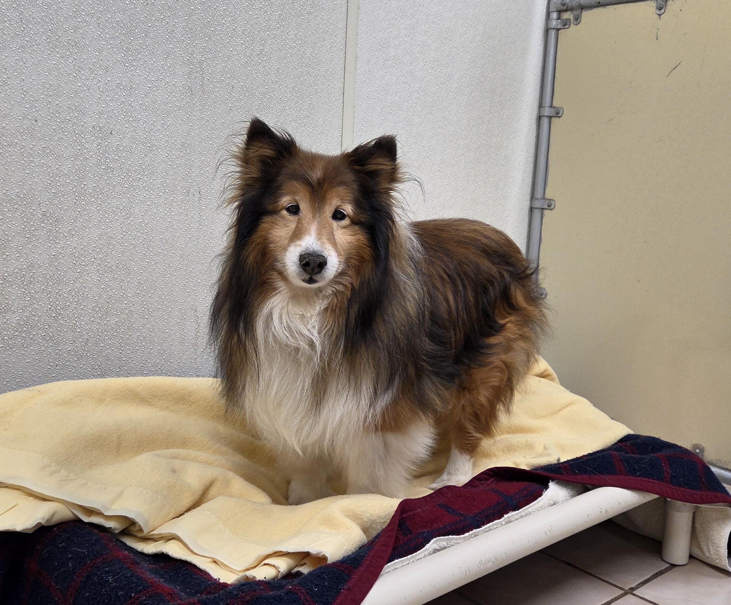 Robbie, adopted, Senior Male Shetland Sheepdog / Sheltie.
