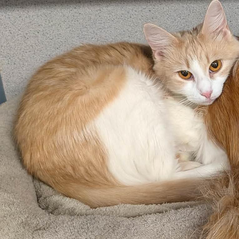 Hootie, Adoptable, Adult Female Domestic Medium Hair.