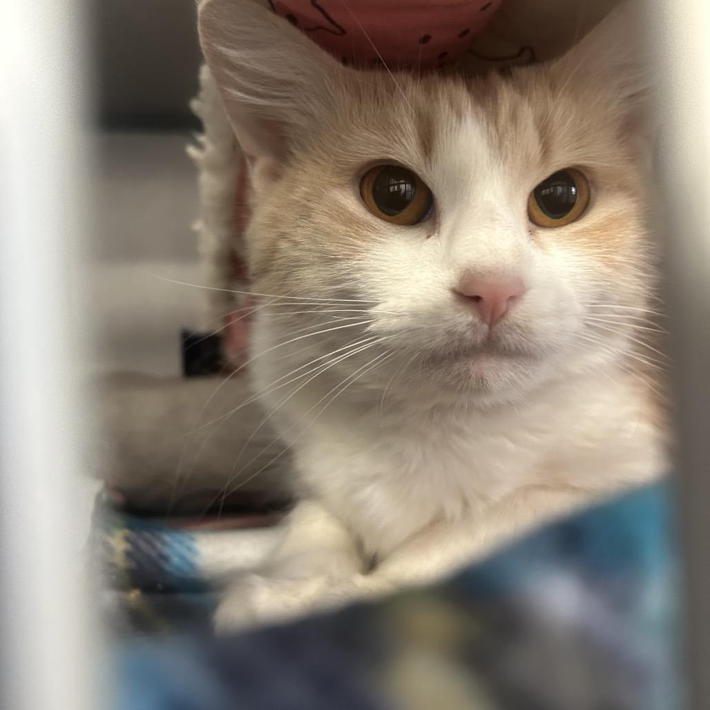 Hootie, a Adoptable Domestic Medium Hair in Greenville, PA image 2/2