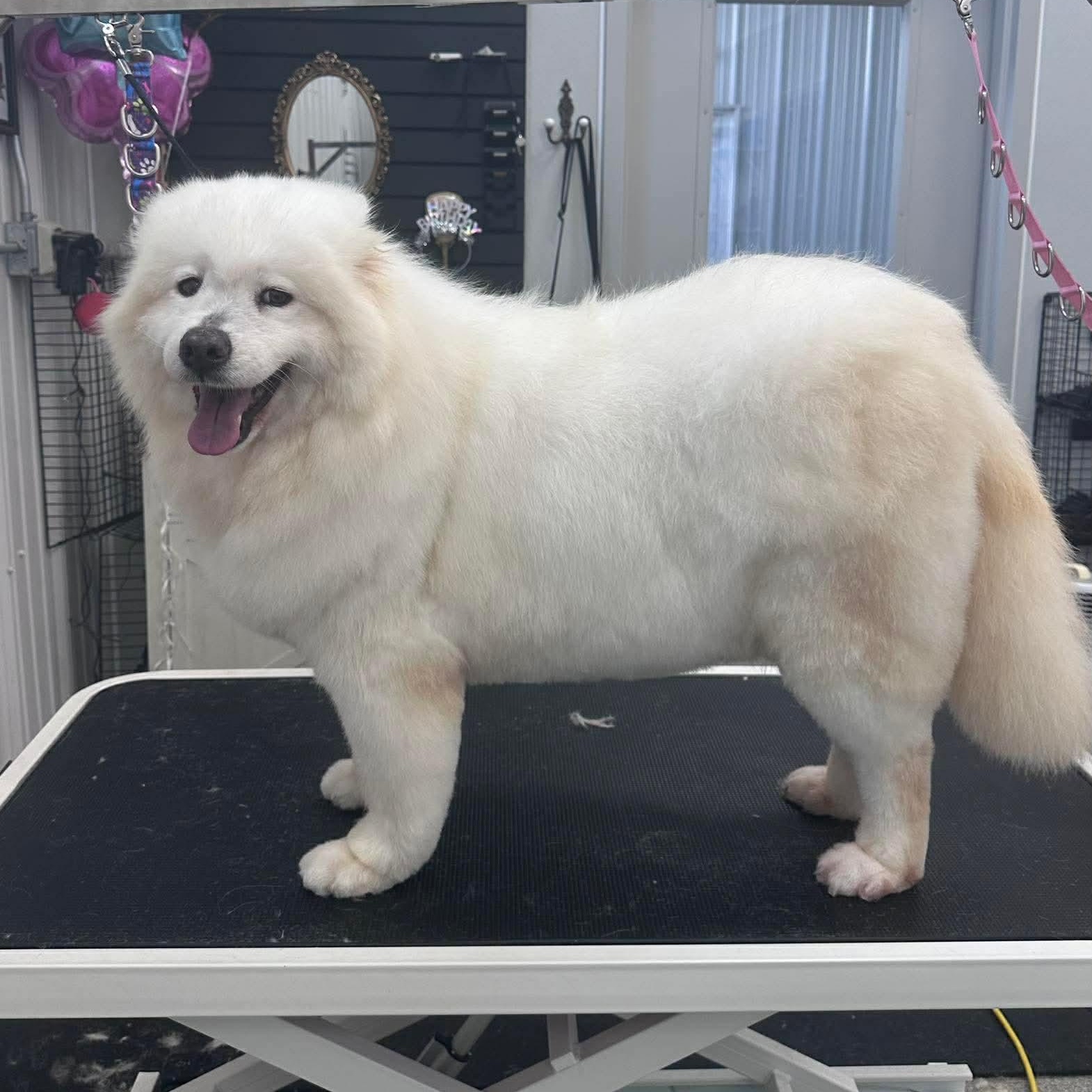 Enlarge Crystal , a ADOPTABLE Samoyed in Minooka, IL image 3/3