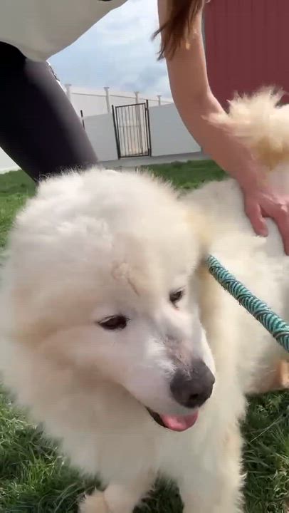 Enlarge Crystal , a ADOPTABLE Samoyed in Minooka, IL video 2/3