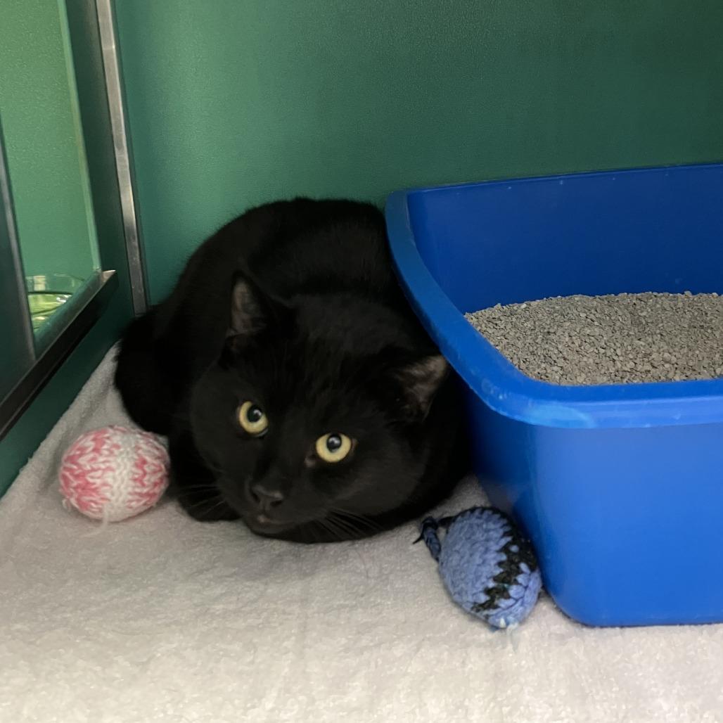 Tippi, Adoptable, Young Female Domestic Short Hair.