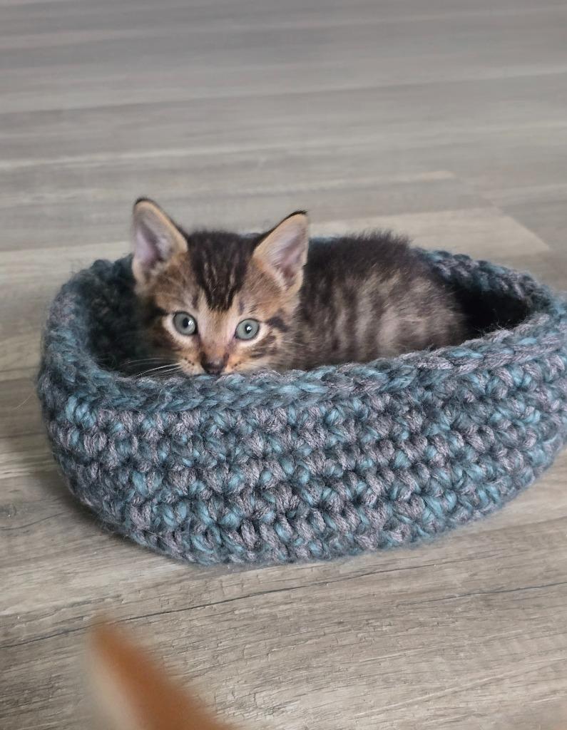 Tiger Eye, Adoptable, Kitten Male Domestic Short Hair.