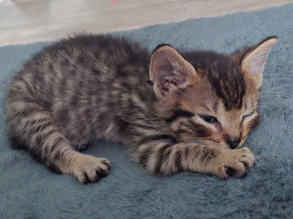 Enlarge Tiger Eye, a Adoptable mixed breed in Barron, WI image 3/4