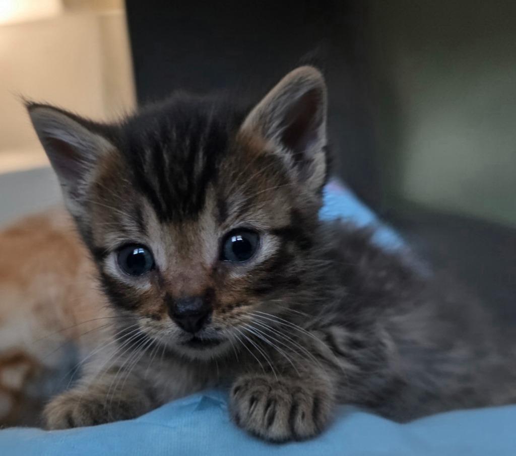 Enlarge Tiger Eye, a Adoptable mixed breed in Barron, WI image 4/4