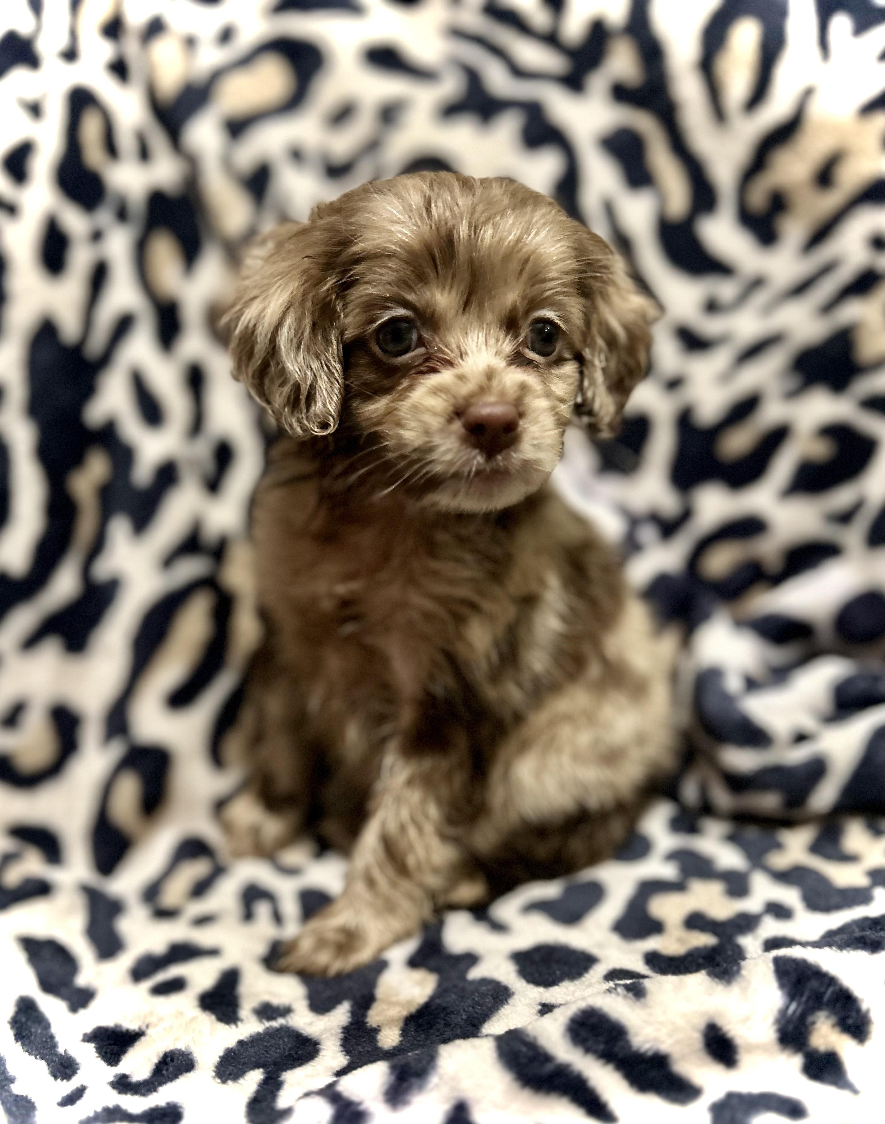 Enlarge Loki, a Adopted Cocker Spaniel in Peebles, OH image 1/6