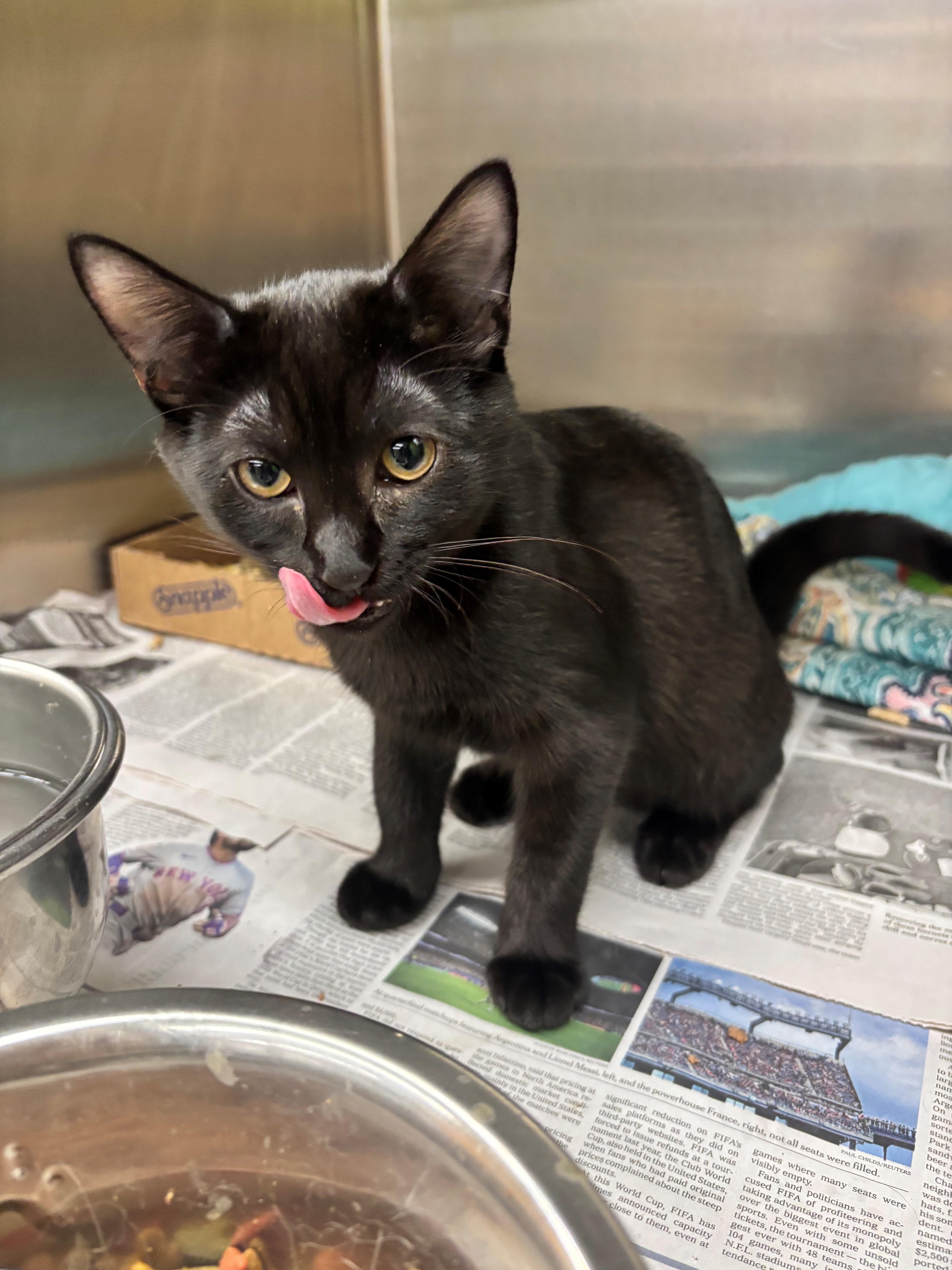 Jill, ADOPTABLE, Kitten Female Domestic Short Hair.