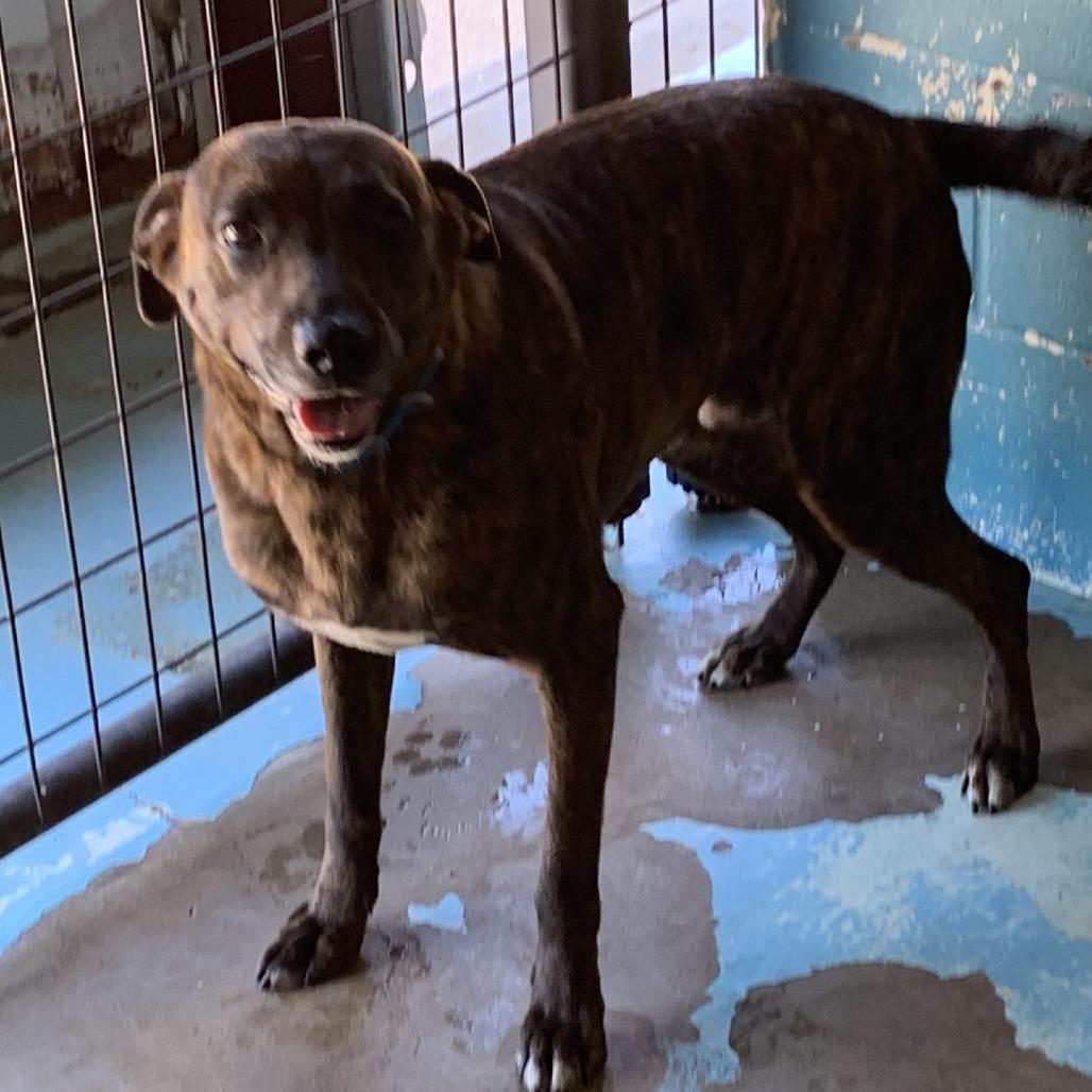 Sully, Adoptable, Adult Male Plott Hound.
