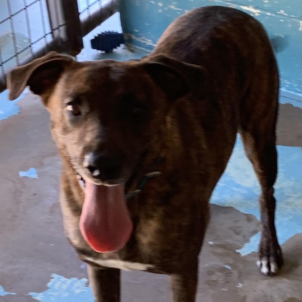 Sully, a Adoptable Plott Hound in Hearne, TX image 2/2