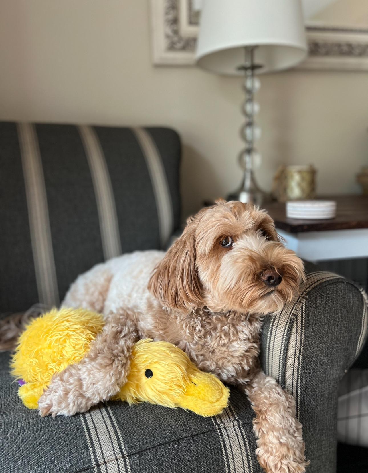 Posey, an adoptable Labradoodle in La Center, WA, 98629 | Photo Image 3