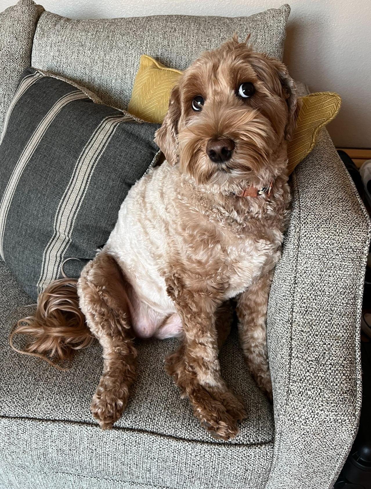 Posey, an adoptable Labradoodle in La Center, WA, 98629 | Photo Image 1